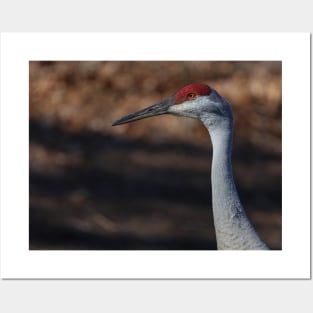 Michigan Sandhill Crane Posters and Art